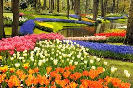 Keukenhof Gardens